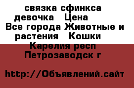 связка сфинкса. девочка › Цена ­ 500 - Все города Животные и растения » Кошки   . Карелия респ.,Петрозаводск г.